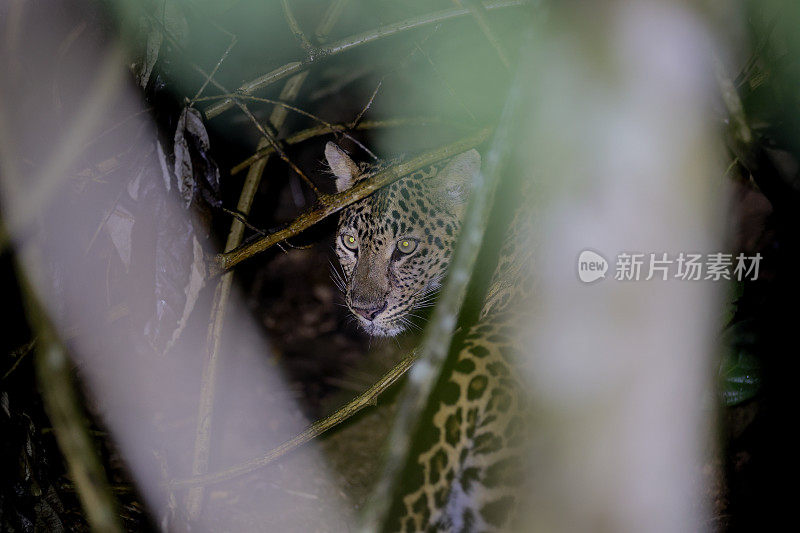 动物:成年雌豹(Panthera pardus)。